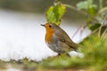 Roodborst, European Robin, Erithacus rubecula