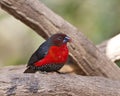 Roodborstblauwsnavel, Western Bluebill, Spermophaga haematina ha