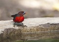 Roodborstblauwsnavel, Western Bluebill, Spermophaga haematina ha