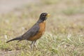 Roodborstlijster, American Robin,Turdus migratorius