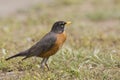 Roodborstlijster, American Robin,Turdus migratorius