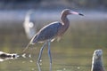 Roodhalsreiger, Reddish Egret, Egretta rufescens