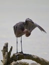 Roodhalsreiger, Reddish Egret, Egretta rufescens Royalty Free Stock Photo