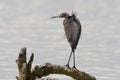 Roodhalsreiger, Reddish Egret, Egretta rufescens