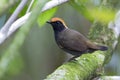 Roodkapmierlijster, Rufous-capped Antthrush, Formicarius colma Royalty Free Stock Photo