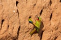 Roodkeelbijeneter, Red-throated Bee-eater, Merops bulocki Royalty Free Stock Photo