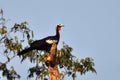 Roodkeelgoean, Red-throated Piping-Guan, Pipile cujubi