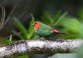 Roodkoppapegaaiamadine, Red-throated Parrotfinch, Erythrura psit Royalty Free Stock Photo