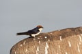 Roodkruinzwaluw, Wire-tailed Swallow, Hirundo smithii Royalty Free Stock Photo