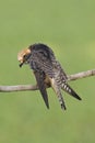 Roodpootvalk, Red-footed Falcon, Falco vespertinus