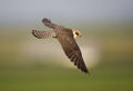 Roodpootvalk, Red-footed Falcon, Falco vespertinus