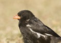 Roodsnavel-buffelwever, Red-billed Buffalo-weaver, Bubalornis ni Royalty Free Stock Photo