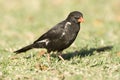 Roodsnavel-buffelwever, Red-billed Buffalo-weaver, Bubalornis ni Royalty Free Stock Photo