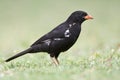 Roodsnavel-buffelwever, Red-billed Buffalo-weaver, Bubalornis ni Royalty Free Stock Photo