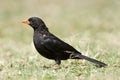 Roodsnavel-buffelwever, Red-billed Buffalo-weaver, Bubalornis ni Royalty Free Stock Photo