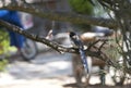Roodsnavelkitta, Red-billed Blue Magpie, Urocissa erythroryncha Royalty Free Stock Photo