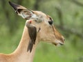 Roodsnavelossenpikker, Red-billed Oxpecker, Buphagus erythrorhynchus Royalty Free Stock Photo