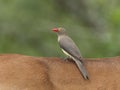 Roodsnavelossenpikker, Red-billed Oxpecker, Buphagus erythrorhynchus Royalty Free Stock Photo