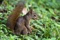 Roodstaartboomeekhoorn, Red-tailed Squirrel, Sciurus Granatensis Royalty Free Stock Photo