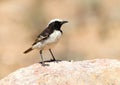 Roodstuittapuit, Red-rumped Wheatear, Oenanthe moesta