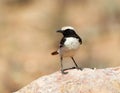 Roodstuittapuit, Red-rumped Wheatear, Oenanthe moesta