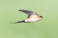 Roodstuitzwaluw, Red-rumped Swallow, Cecropis daurica Royalty Free Stock Photo