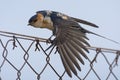Roodstuitzwaluw, Red-rumped Swallow, Cecropis daurica Royalty Free Stock Photo