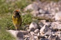 Roodvoorhoofdkanarie, Red-fronted Serin, Serinus pusillus