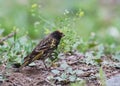 Roodvoorhoofdkanarie, Red-fronted Serin, Serinus pusillus