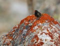 Roodvoorhoofdkanarie, Red-fronted Serin, Serinus pusillus