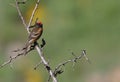 Roodvoorhoofdkanarie, Red-fronted Serin, Serinus pusillus