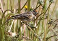 Roodvoorhoofdkanarie, Red-fronted Serin, Serinus pusillus