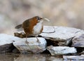 Roodwangkruiplijster, Rusty-cheeked Scimitar-Babbler, Erythrogenys erythrogenys