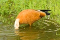 Roody shelduck Royalty Free Stock Photo