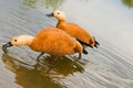 Roody shelduck Royalty Free Stock Photo