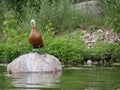 Roody shelduck, webbed foot, shelduck, male, stands, stone, pond, city Park, Park, sunny, summer, day, colorful, russia, wing, ref