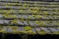 Roof ALGAE, MOSS, MOLD & LICHEN