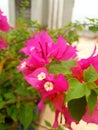 On the roof, beautiful pink flowers are blooming in the flower trees Royalty Free Stock Photo