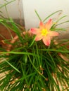 On the roof, beautiful pink flowers are blooming in the flower trees Royalty Free Stock Photo