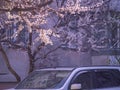 Roof of the car and a blossoming tree Royalty Free Stock Photo