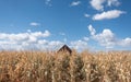 The roof of a church with a white cross on the steeple rises above the stalks of a corn field Royalty Free Stock Photo