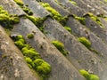 A roof covered in green moss on a stone wall Royalty Free Stock Photo