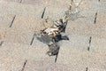 Roof damage from tree falling Royalty Free Stock Photo