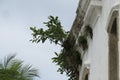 Roof detail of a colonial church with plant Royalty Free Stock Photo