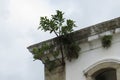 Roof detail of a colonial church with plant Royalty Free Stock Photo