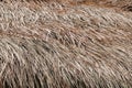 Roof dry grass background