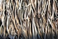 Roof of dry palm leaves. Tropical natural background Royalty Free Stock Photo