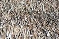 Roof of dry palm leaves. Tropical natural background Royalty Free Stock Photo