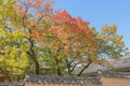 Roof of Gyeongbukgung and Maple tree in autumn in korea. Royalty Free Stock Photo