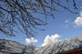 The roof of the home board and branches of apple leaf